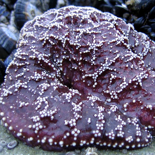 Starfish, Pescador State Beach, Ventura County, California, 12/24/2008