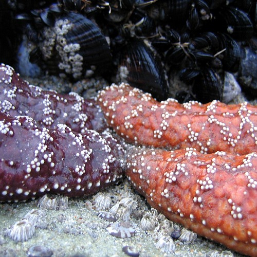 Starfish, Pescador State Beach, Ventura County, California, 12/24/2008