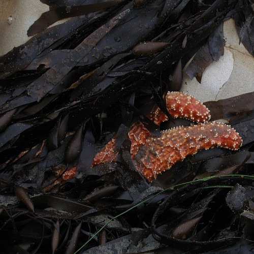 Starfish,Refugio State Beach, Santa Barbara County, California, 12/25/2008