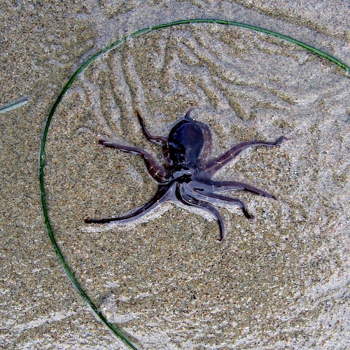 Octopus, Refugio State Beach, Santa Barbara County, California, 12/25/2008