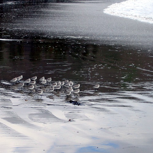 Sanderlings, Refugio State Beach, Santa Barbara County, California, 12/25/2008