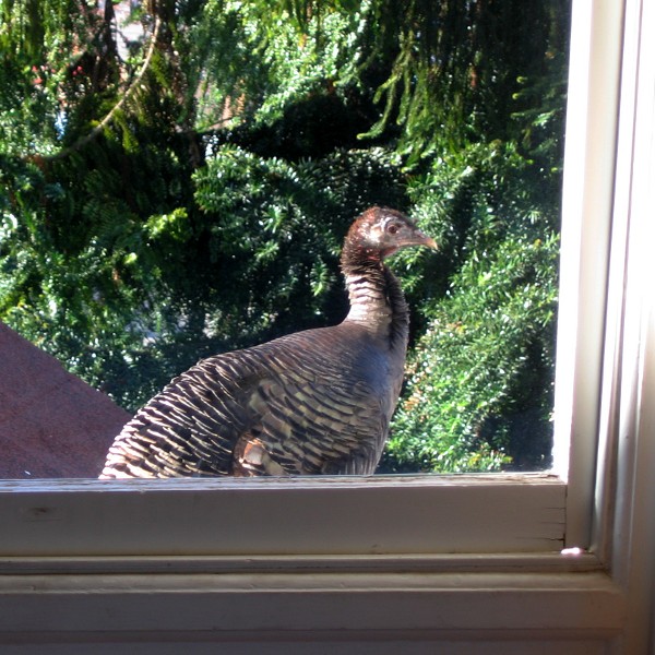 Wild Turkey, Oakland, California, March 2010