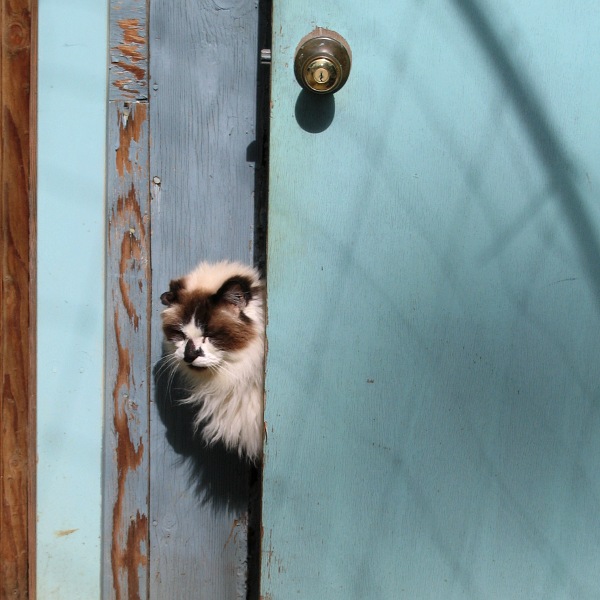 Moby, Laytonville, California, March 2010