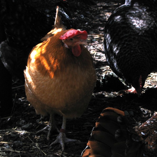 Chickens, Laytonville, California, March 2010