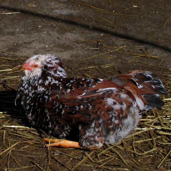 Chickens, Laytonville, California, March 2010