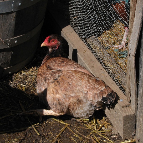 Chickens, Laytonville, California, March 2010