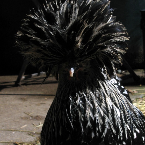 Chicken, Laytonville, California, 3/10