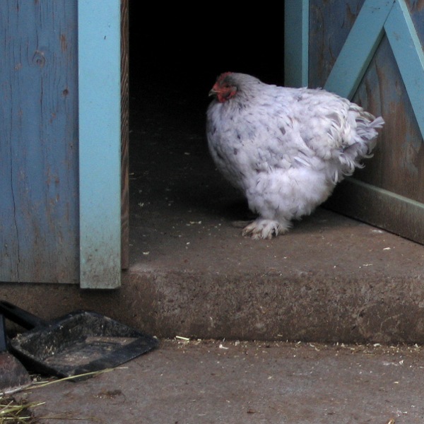 Chicken, Laytonville, California, 3/10