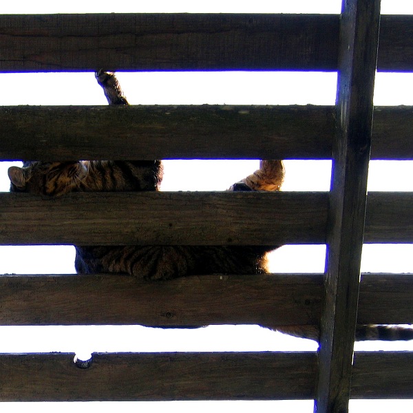 Baxter, Laytonville, California, March 2010