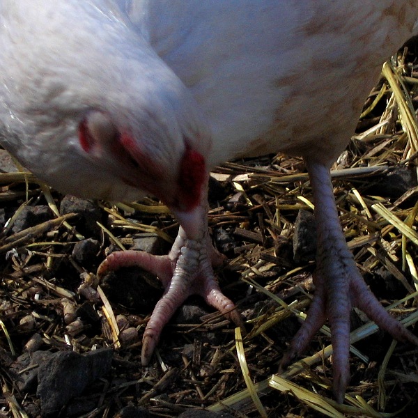 Chicken, Laytonville, California, 3/10