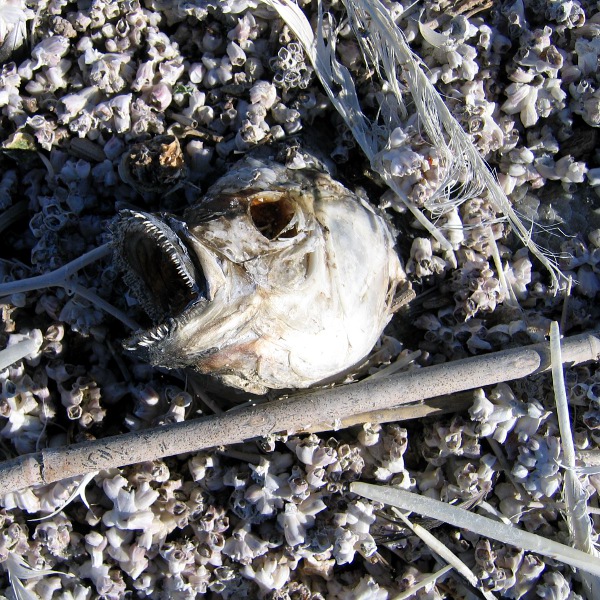 Salton Sea, January 1, 2011