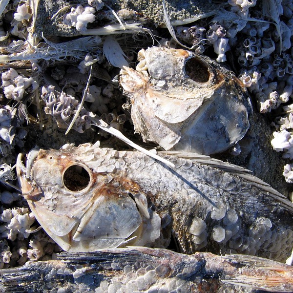 Salton Sea, January 1, 2011