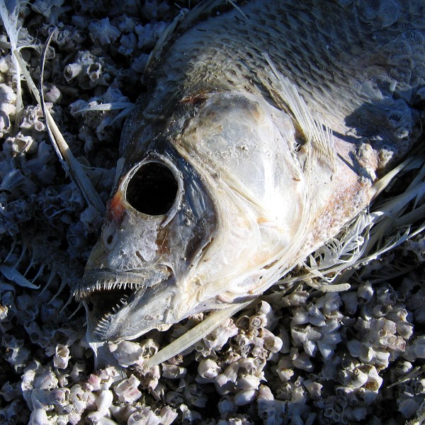 Salton Sea, January 1, 2011