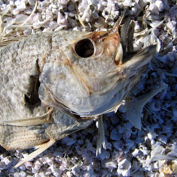 Salton Sea, January 1, 2011