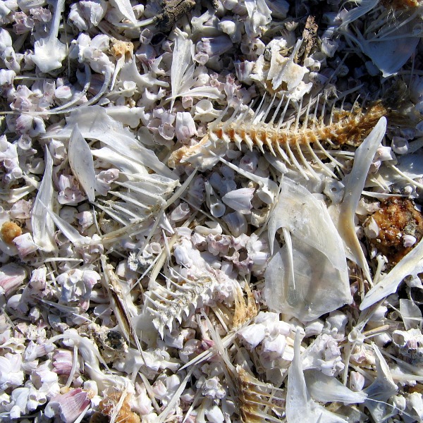 Salton Sea, January 1, 2011