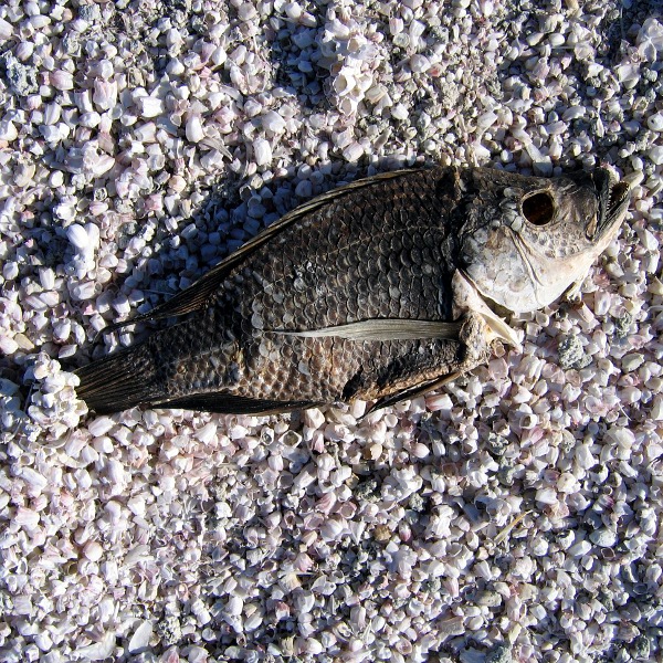 Salton Sea, January 1, 2011