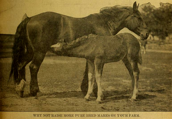 Why Not Raise More Pure Bred Mares.