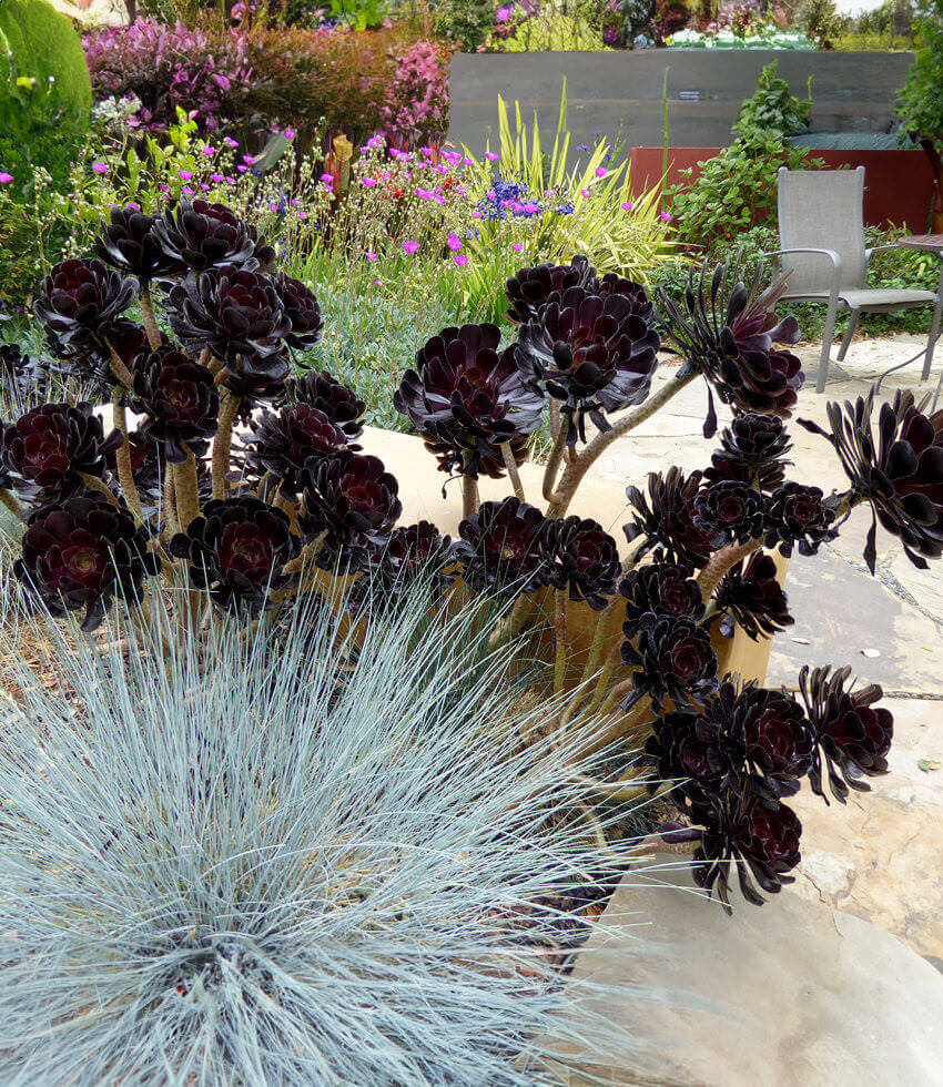 Aeonium arboreum "Zwartkop"