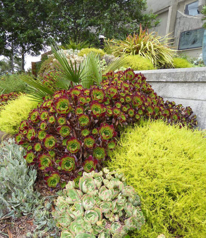 Aeonium "Jack Catlin"