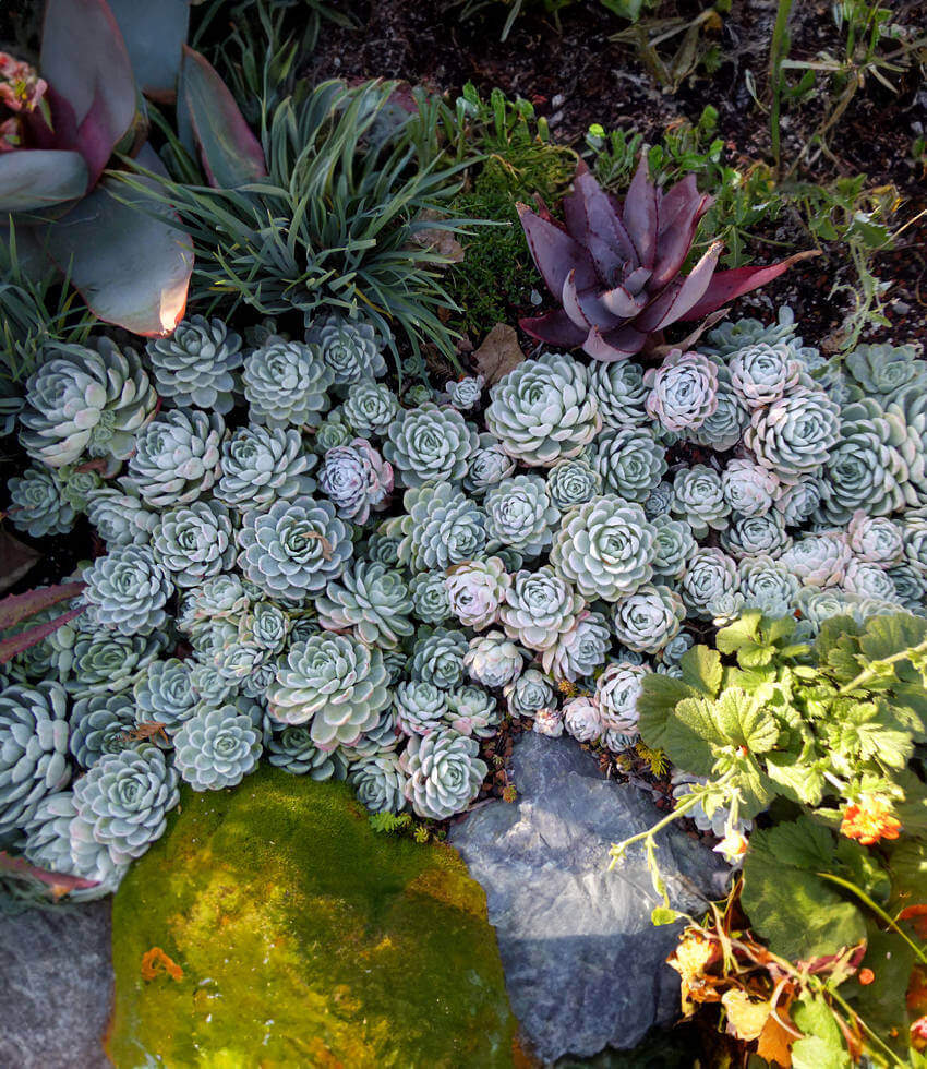 Echeveria elegans, Mexican Snowball